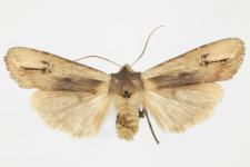 Xylocampa areola