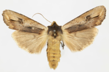 Xylocampa areola