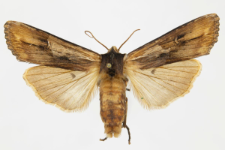 Xylocampa areola