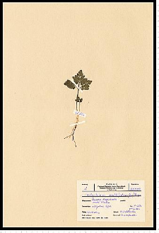 Botrychium multifidum (S. G. Gmel.) Rupr.