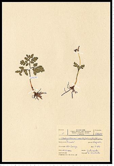 Botrychium multifidum (S. G. Gmel.) Rupr.