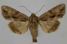 Aparmea monoglypha