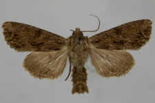 Aparmea monoglypha