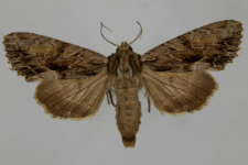 Aparmea monoglypha