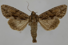 Aparmea monoglypha