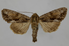 Aparmea monoglypha