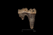 Ursus spelaeus