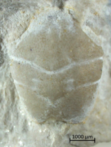 Goniodromites kubai