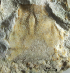 Planoprosopon thiedae