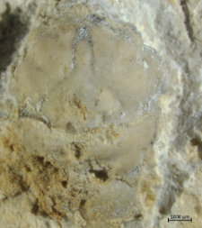Laeviprosopon laeve