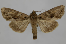 Aparmea monoglypha