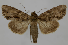 Aparmea monoglypha