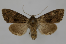 Miniotype satura