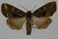 Miniotype satura