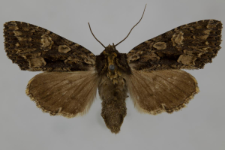 Miniotype satura