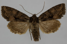 Miniotype satura