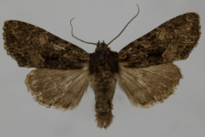 Miniotype satura