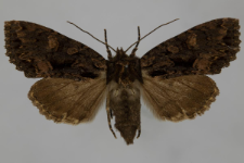 Miniotype satura
