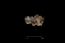 Ursus spelaeus