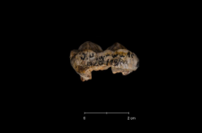 Ursus spelaeus