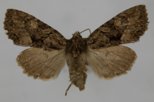 Miniotype satura