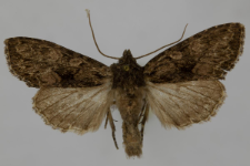 Miniotype satura