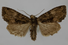 Miniotype satura