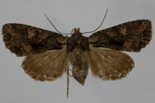 Miniotype satura