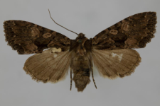 Miniotype satura