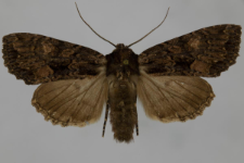 Miniotype satura