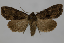 Miniotype satura