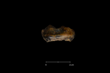 Ursus spelaeus