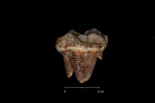 Ursus spelaeus