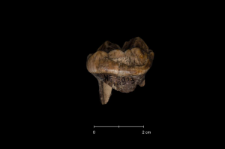 Ursus spelaeus