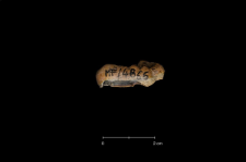 Ursus spelaeus