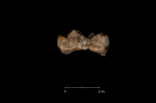 Ursus spelaeus