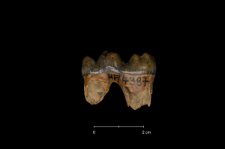 Ursus spelaeus