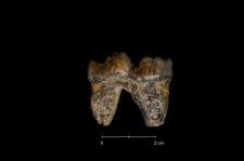 Ursus spelaeus