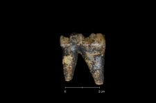 Ursus spelaeus