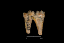 Ursus spelaeus