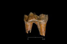 Ursus spelaeus