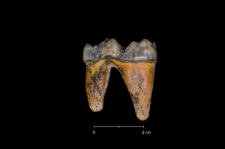 Ursus spelaeus