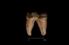 Ursus spelaeus