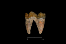 Ursus spelaeus