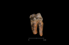 Ursus spelaeus