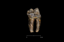 Ursus spelaeus