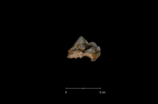 Ursus spelaeus