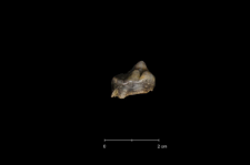 Ursus spelaeus