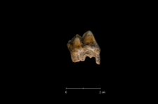 Ursus spelaeus