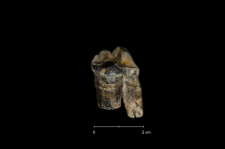 Ursus spelaeus